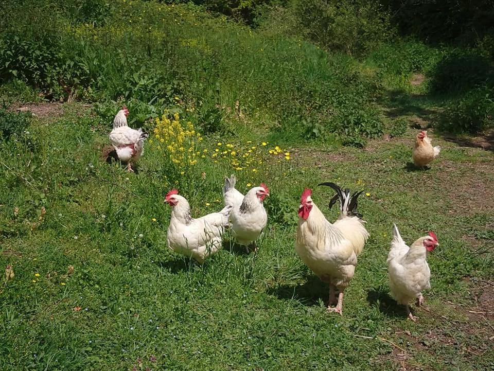 Clan Boucheron Louroux-Bourbonnais Екстер'єр фото